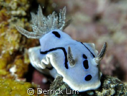 i! Nudibranch, Seaventure House Reef, Canon G9, Inon sing... by Derrick Lim 
